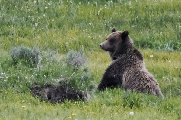 Grizzly in Yellowstone NP 